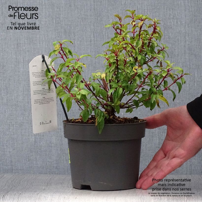 Ejemplar de Fuchsia Genii  Pot de 2L/3L entregado en otoño