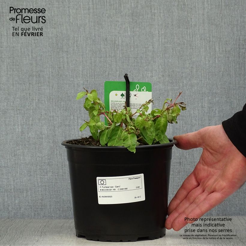 Fuchsia Genii  Pot de 2L/3L Ejemplar entregado en invierno