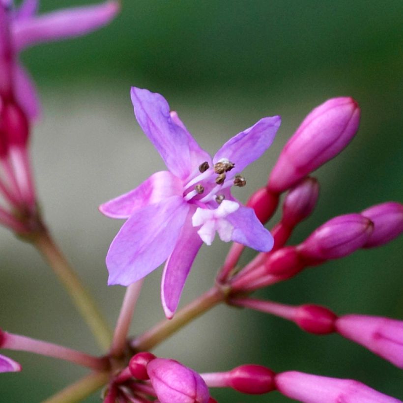 Fucsia Lechlade Gordon (Floración)