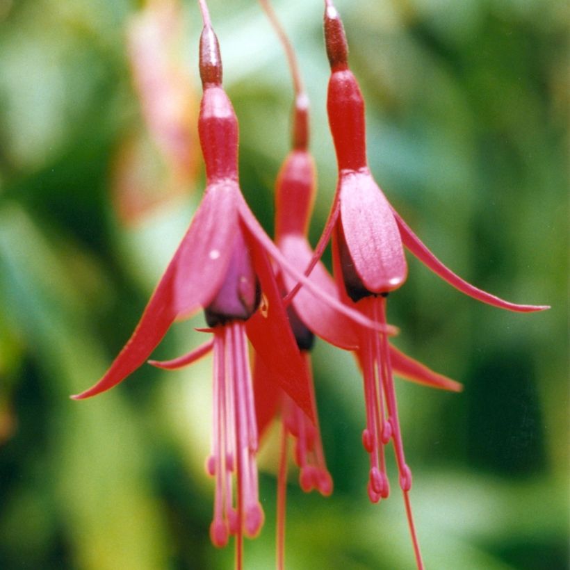 Fucsia brevilobis (Floración)