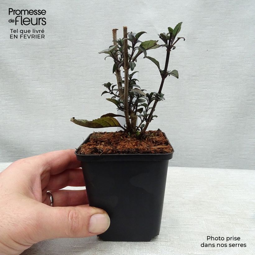 Fuchsia du Cap - Phygelius rectus Blacher (Cherry Ripe) Godet de 9cm Ejemplar entregado en invierno