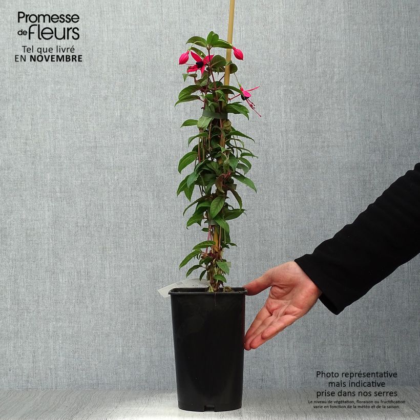 Ejemplar de Fuchsia grimpant - Fuchsia Lady Boothby Pot de 3L/4L entregado en otoño