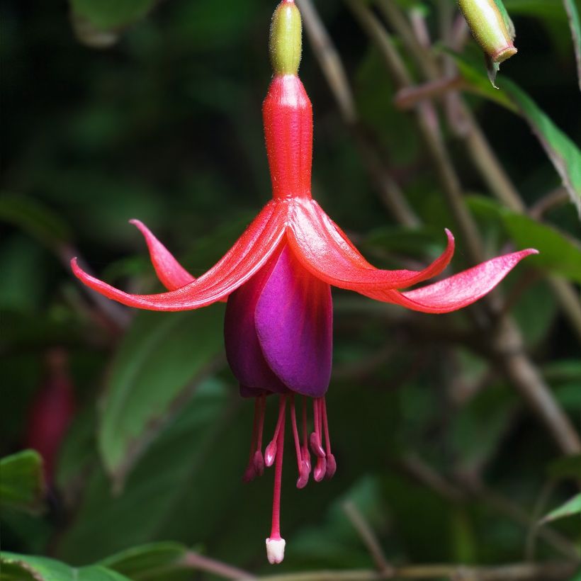 Fucsia magellanica (Floración)