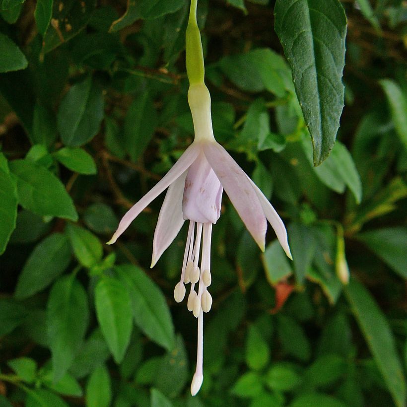 Fucsia magellanica var. molinae (Floración)