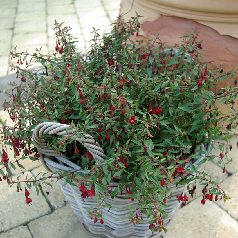 Fucsia magellanica Pumila (Porte)