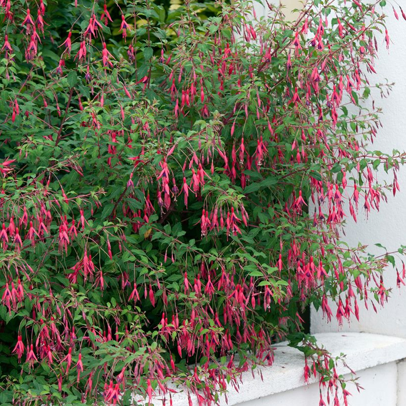 Fucsia magellanica Riccartonii (Porte)