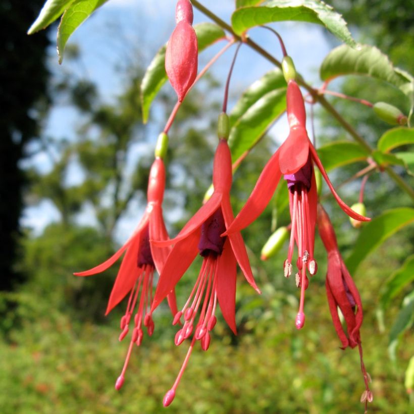 Fucsia magellanica var. gracilis Aurea (Floración)