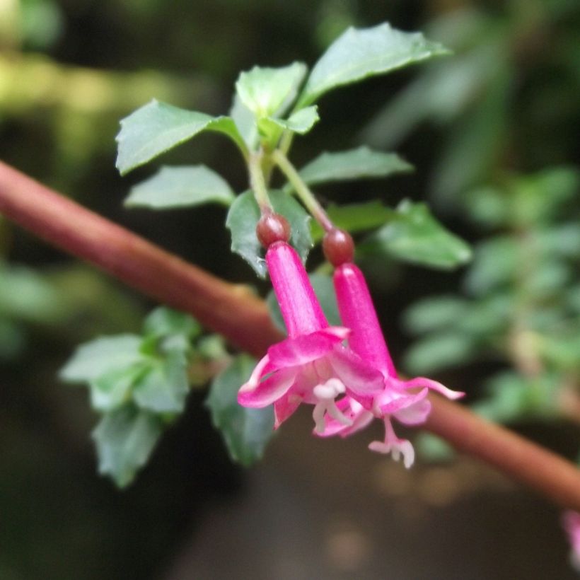 Fucsia microphylla subsp. microphylla (Floración)