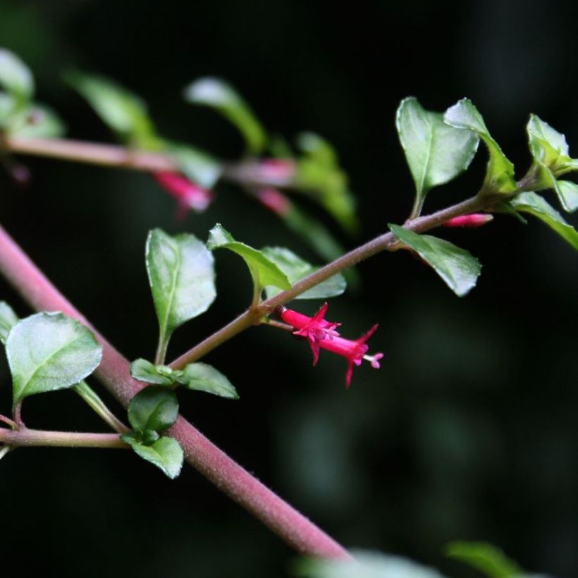 Fucsia microphylla subsp. hemschleiana (Floración)