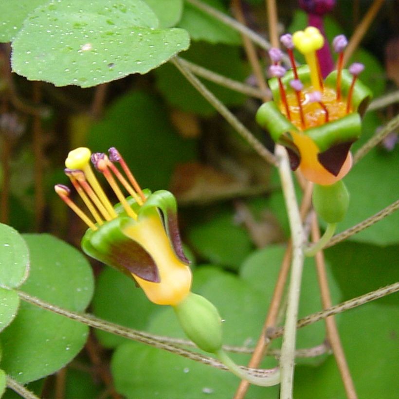 Fucsia procumbens (Floración)