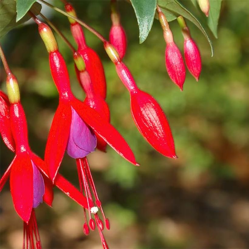 Fucsia regia Reitzii (Floración)