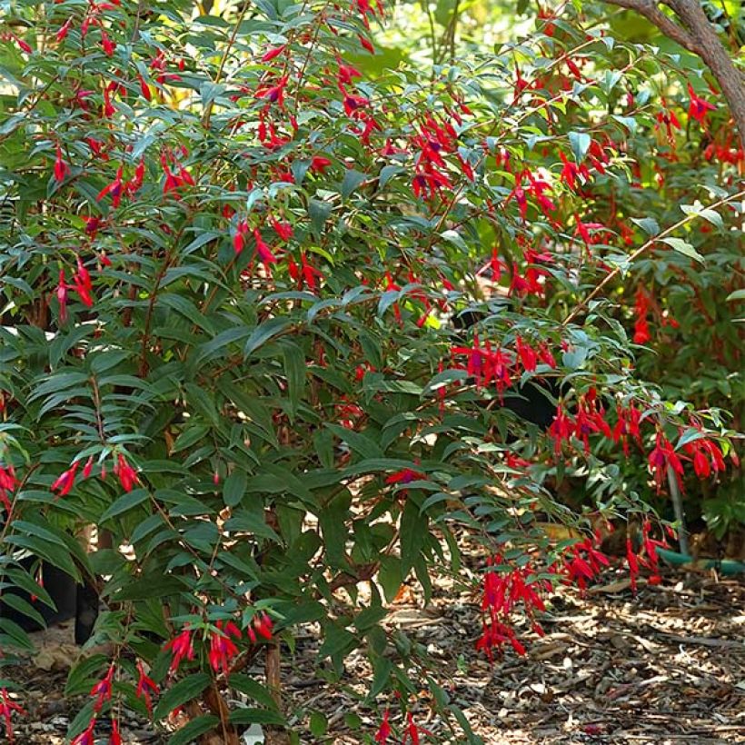 Fucsia regia Reitzii (Porte)