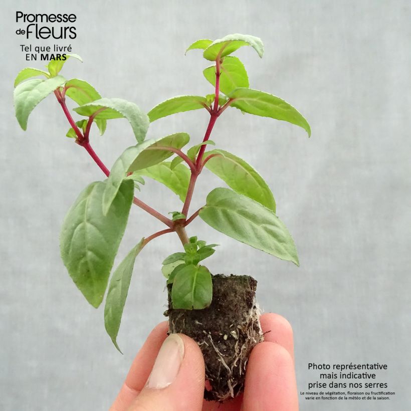 Fuchsia retombant Rohees Millenium  Mini-motte 4 cm Ejemplar entregado en la primavera