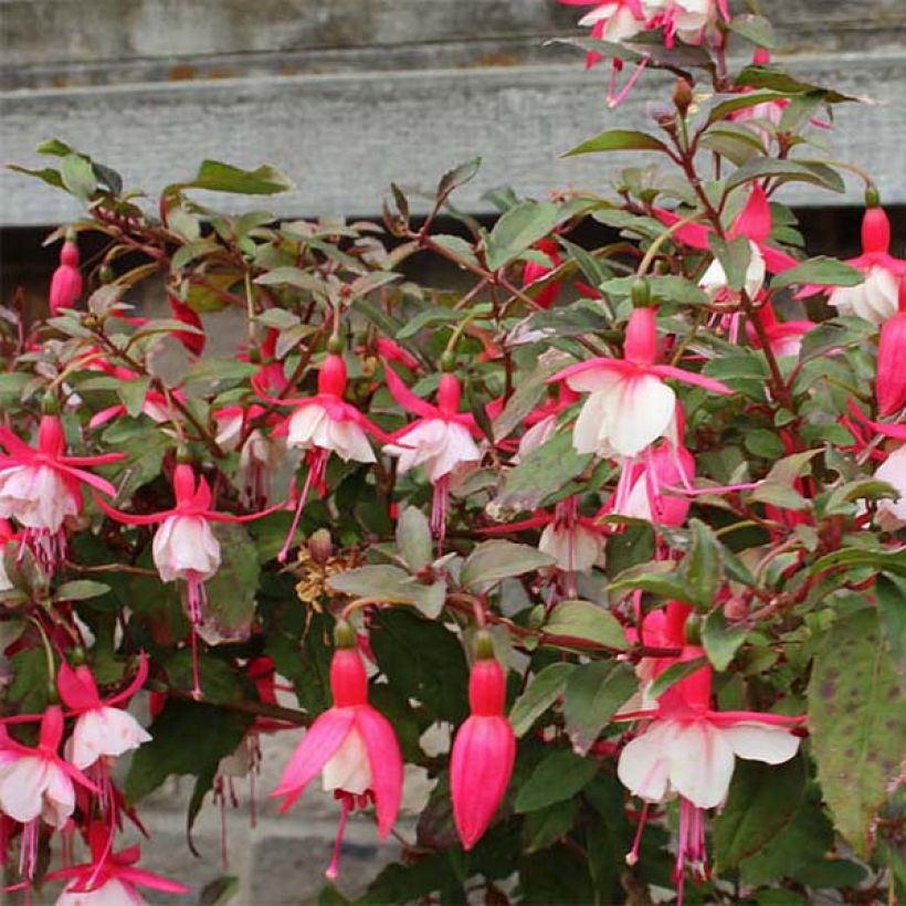 Fucsia Alice Hoffman (Floración)