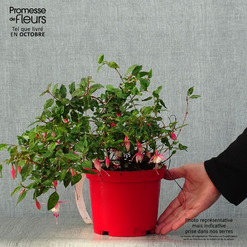 Ejemplar de Fuchsia rustique Alice Hoffman Pot de 2L/3L entregado en otoño