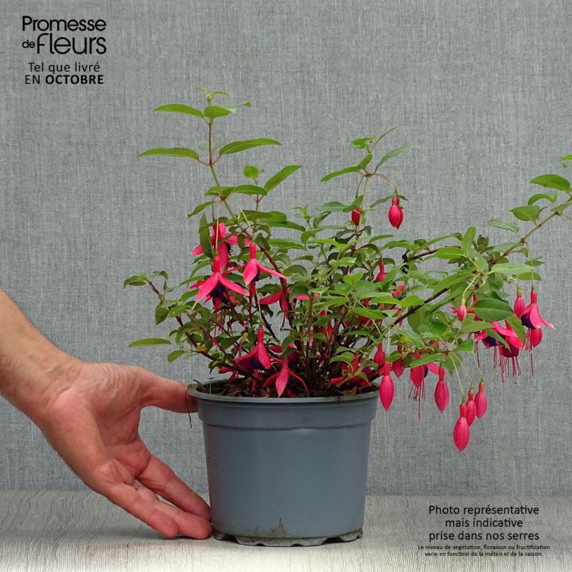 Ejemplar de Fuchsia rustique Mrs Popple Pot de 2L/3L entregado en otoño