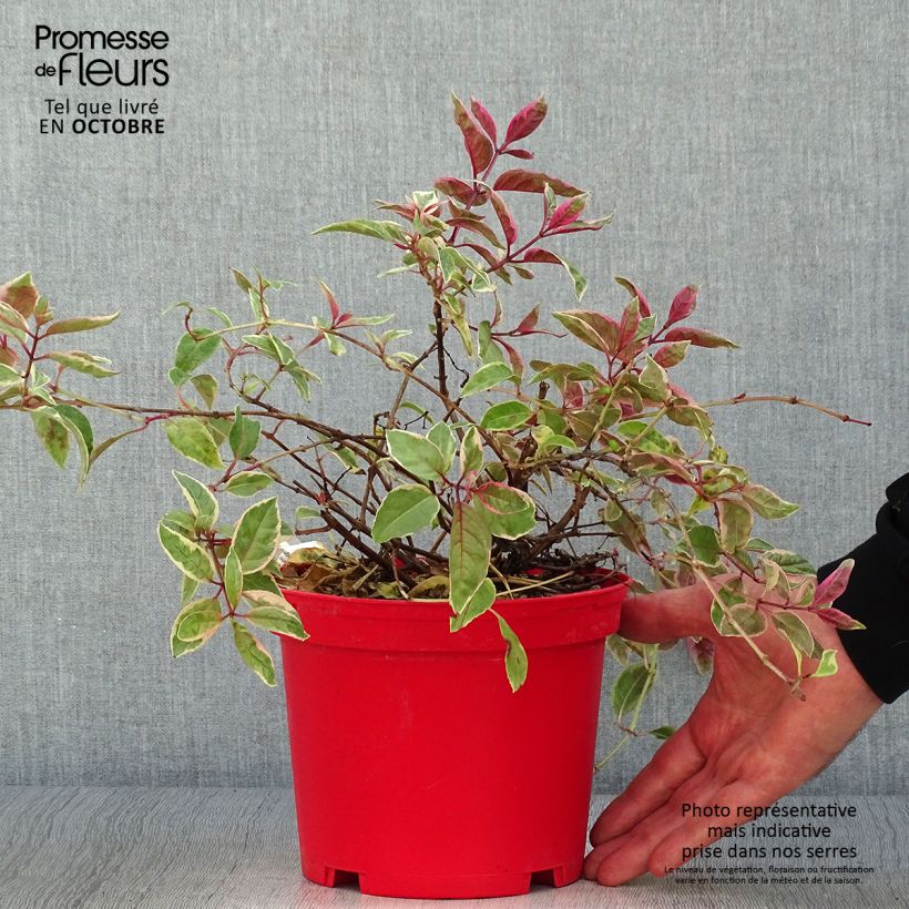 Ejemplar de Fuchsia rustique Tom West Pot de 2L/3L entregado en otoño