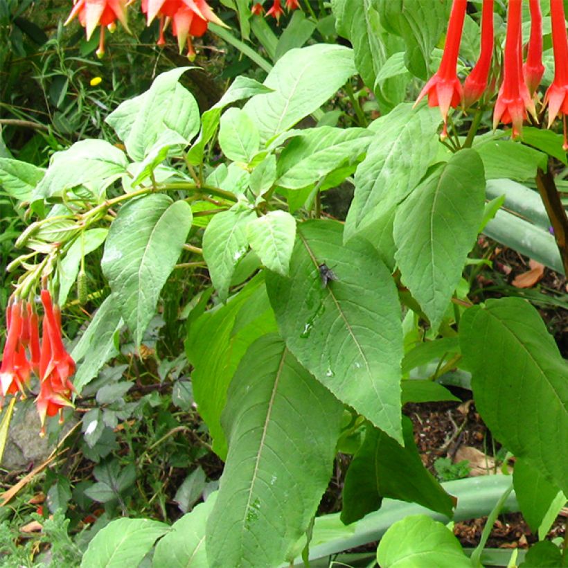 Fucsia triphylla (Follaje)