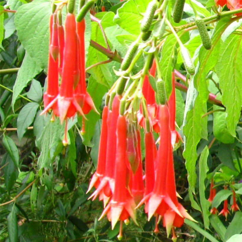 Fucsia triphylla (Floración)