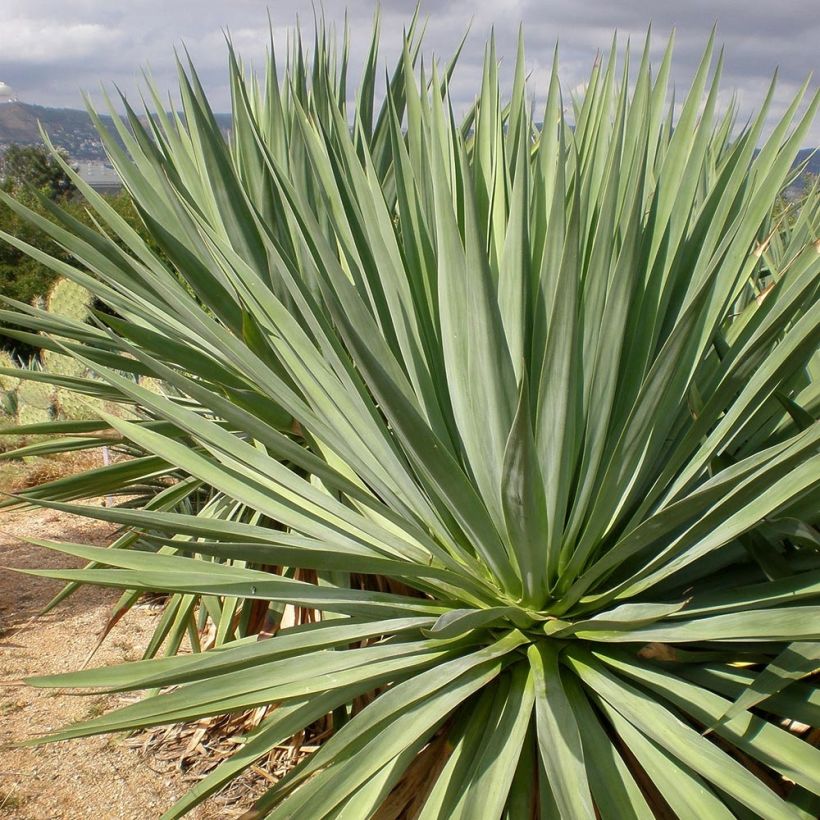 Furcraea bedinghausii (Follaje)