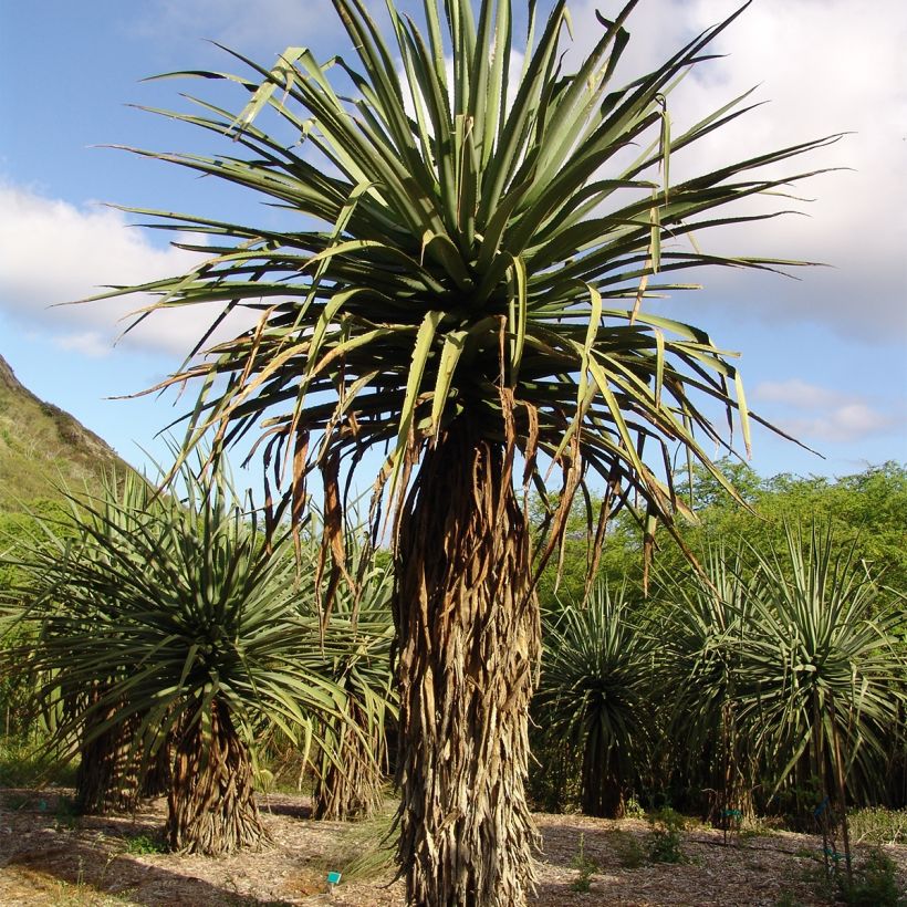 Furcraea macdougallii (Porte)