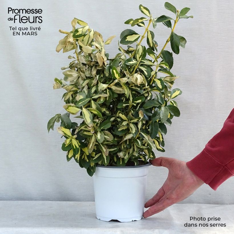 Fusain du Japon - Euonymus japonicus Duc d'Anjou en pot de 3L/4L Ejemplar entregado en invierno