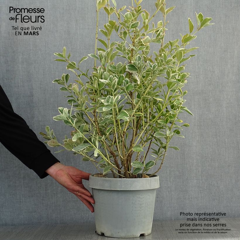 Fusain du Japon - Euonymus japonicus Silver King Pot de 7.5L/10L Ejemplar entregado en invierno