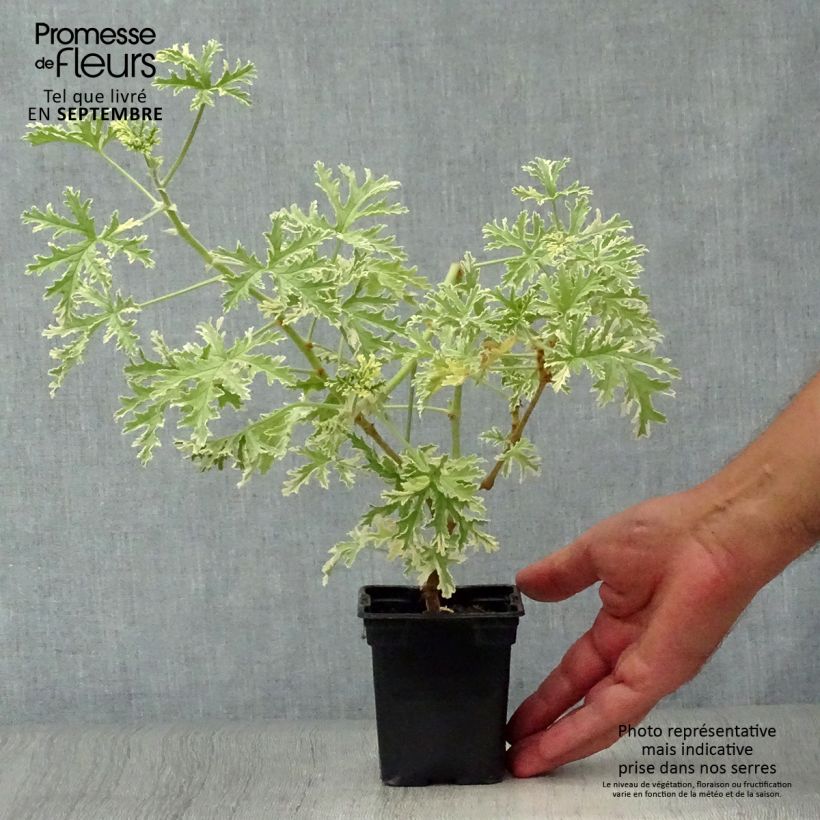 Ejemplar de Pelargonium - Géranium parfumé Grey Lady Plymouth Godet de 7/8 cm entregado en otoño