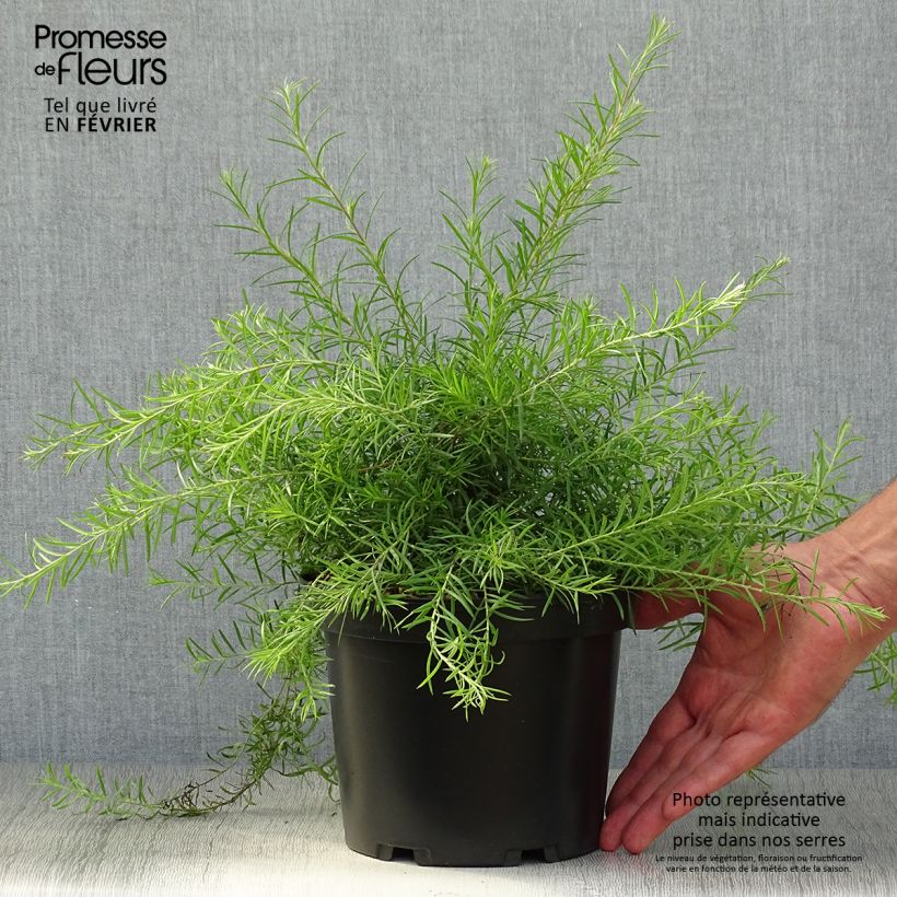 Ejemplar de Grevillea rosmarinifolia  Pot de 2L/3L entregado en otoño