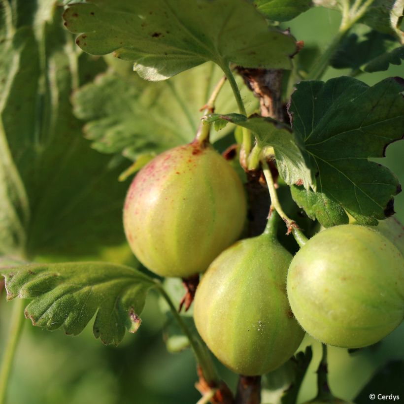 Grosella espinosa - Ribes uva-crispa (Cosecha)