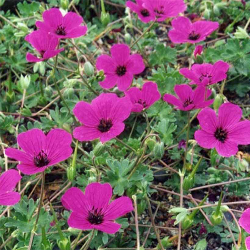 Geranio cinereum v. subcaulescens Giuseppii - Geranio vivaz (Floración)