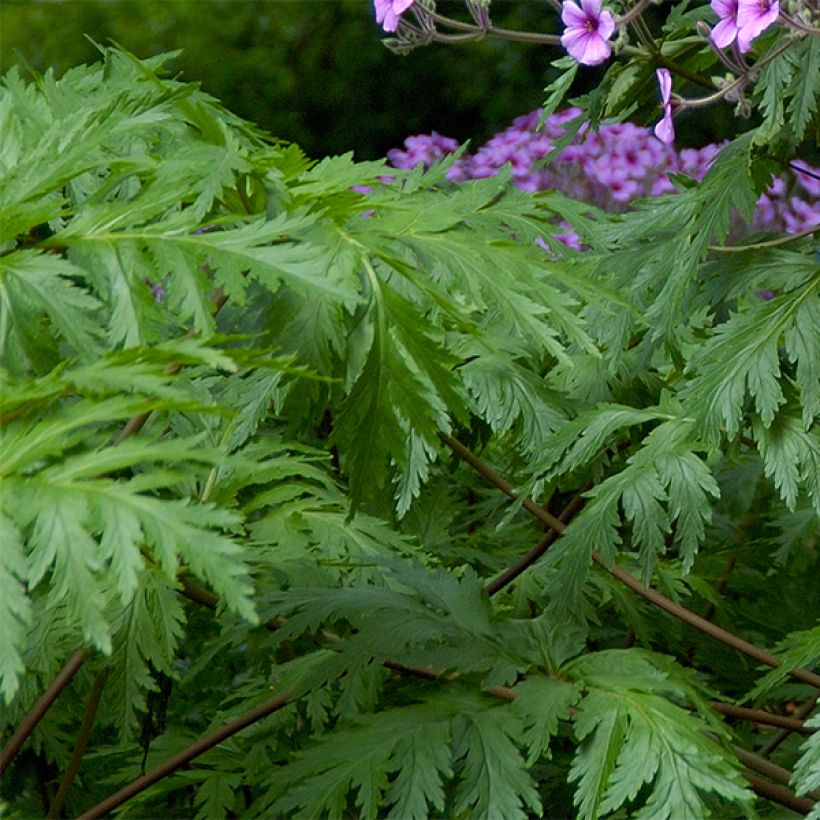 Geranio de Madeira - Geranium maderense (Follaje)