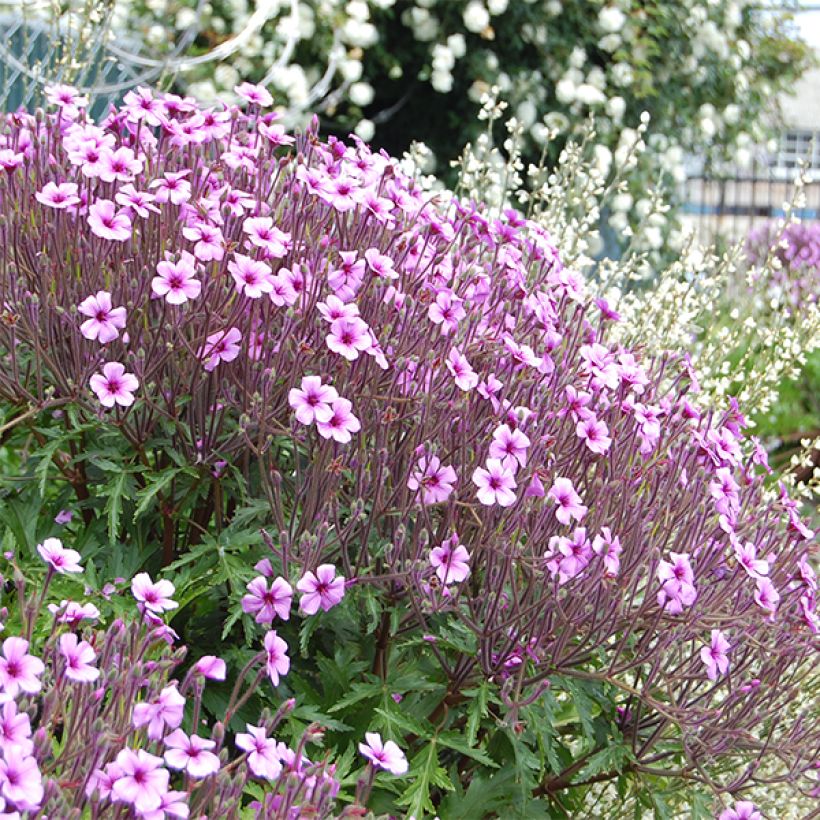 Geranio de Madeira - Geranium maderense (Floración)