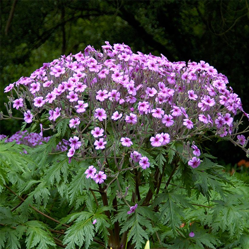 Geranio de Madeira - Geranium maderense (Porte)