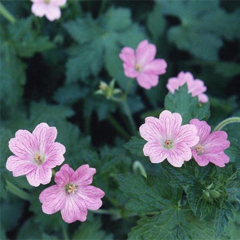 Geranio oxonianum Claridge Druce - Geranio vivaz (Floración)