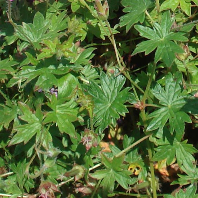 Geranio de sangre Blushing Turtle - Geranium sanguineum (Follaje)