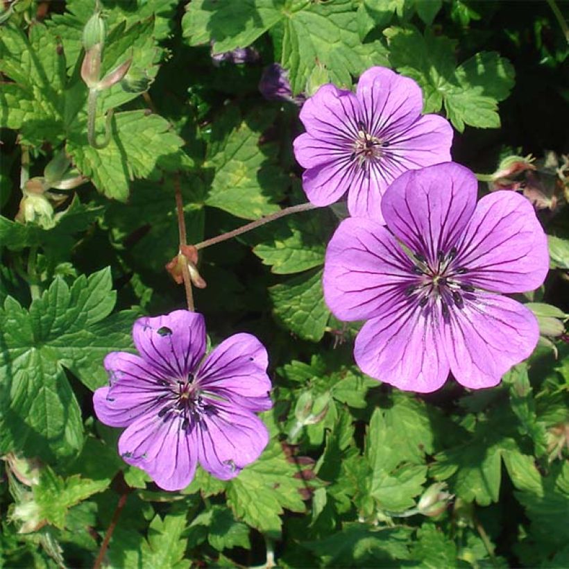 Geranio Pink Penny - Geranio vivaz (Floración)