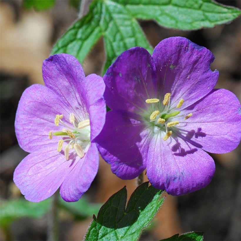 Geranio de prado Spinners - Geranium pratense (Floración)