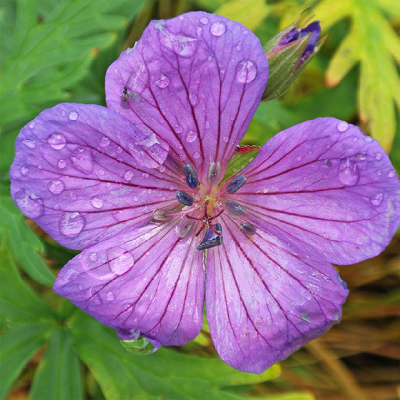 Geranio clarkei Kashmir Purple - Geranio vivaz (Floración)