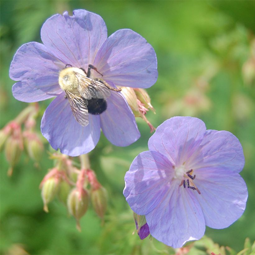 Geranio clarkei Kashmir Blue - Geranio vivaz (Floración)