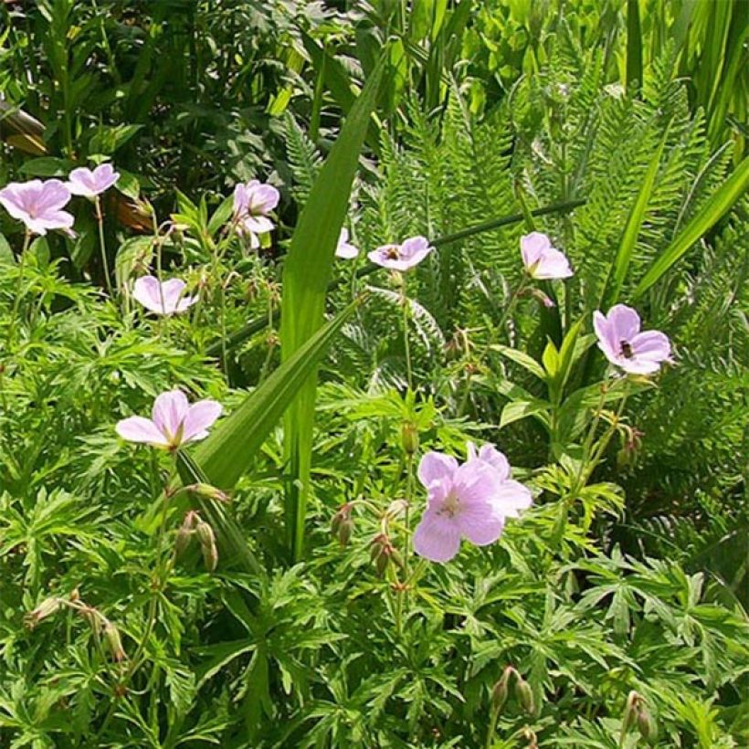 Geranio clarkei Kashmir Pink - Geranio vivaz (Floración)