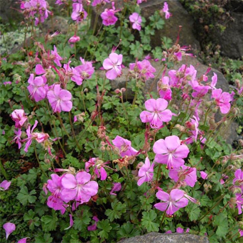 Geranio dalmaticum Bressingham Pink - Geranio vivaz (Floración)