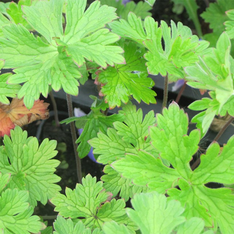 Geranio del Himalaya Azul - Geranium himalayense (Follaje)