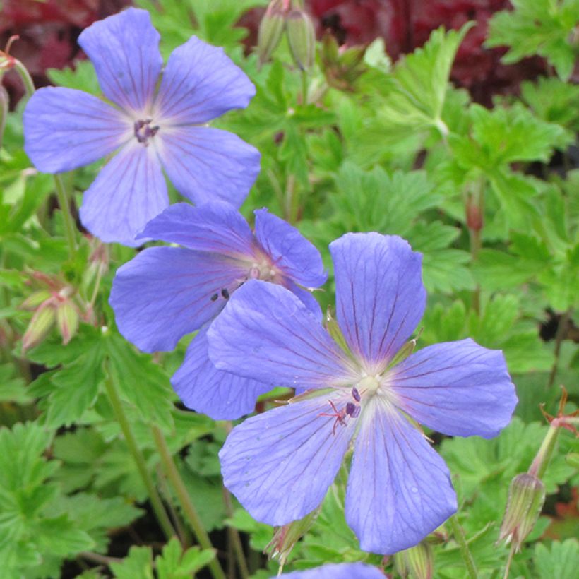 Geranio del Himalaya Azul - Geranium himalayense (Floración)