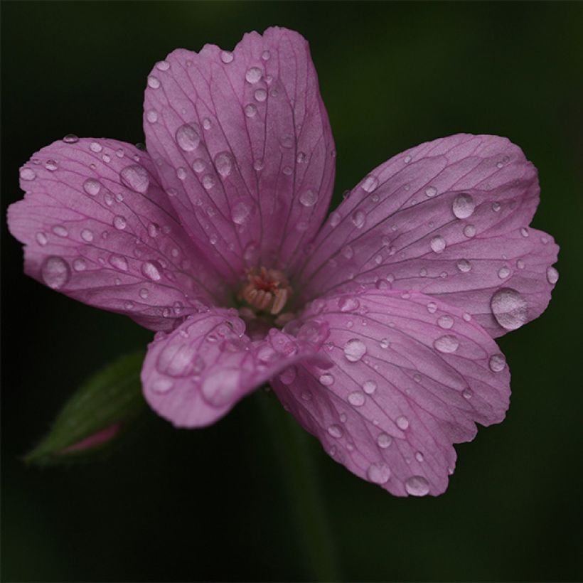 Geranio oxonianum Rosenlicht - Geranio vivaz (Floración)