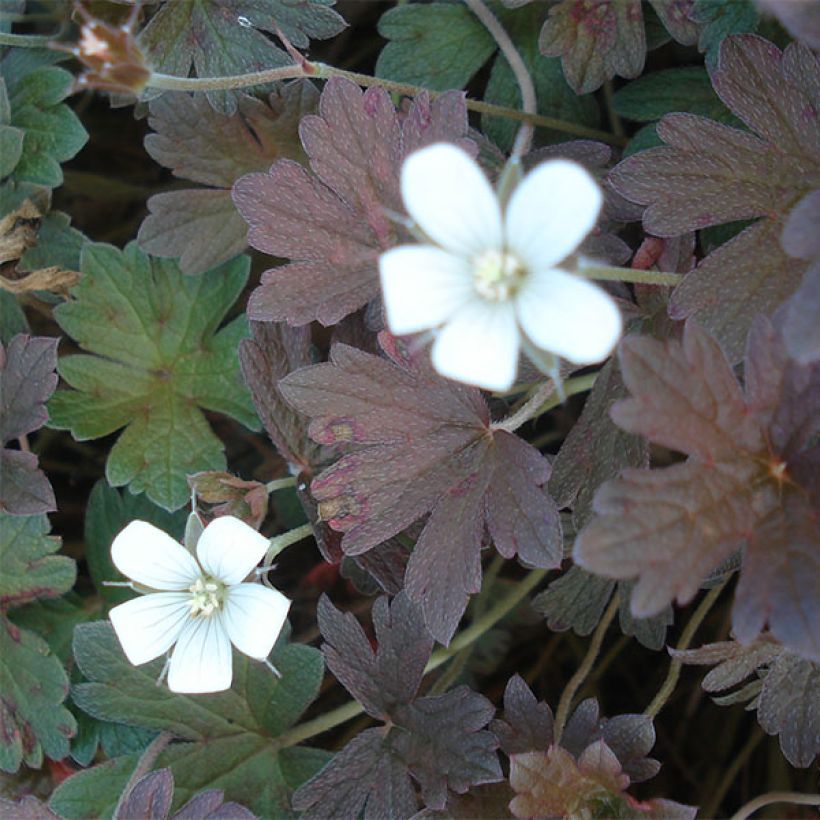 Geranio oxonianum Sanne - Geranio vivaz (Floración)