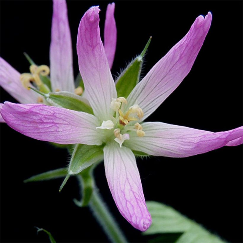 Geranio oxonianum Sherwood - Geranio vivaz (Floración)