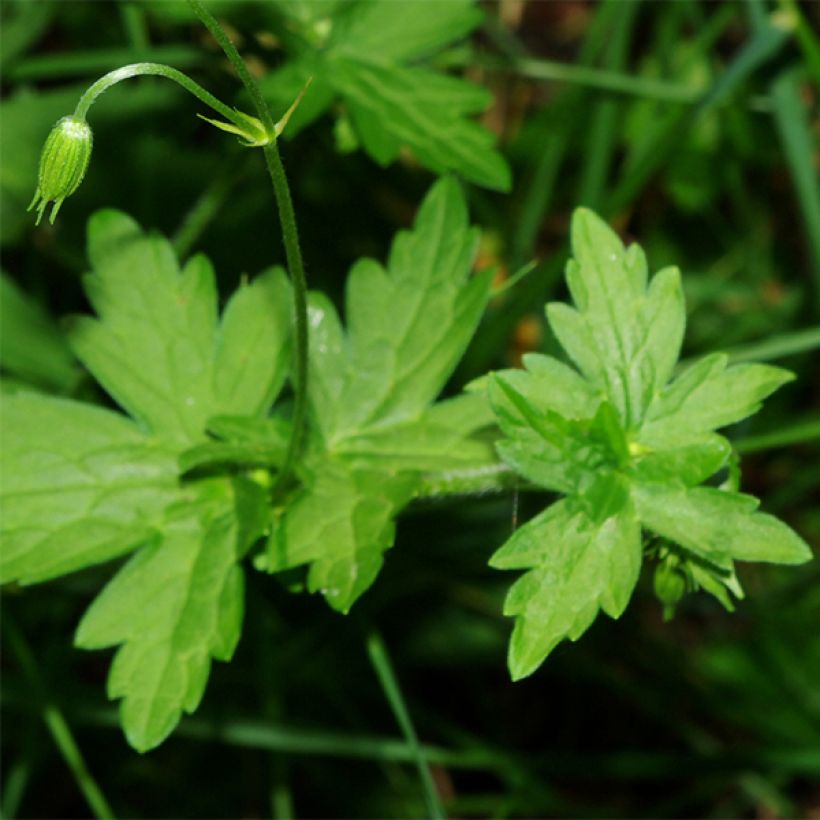 Geranium palustre - Geranio palustre (Follaje)