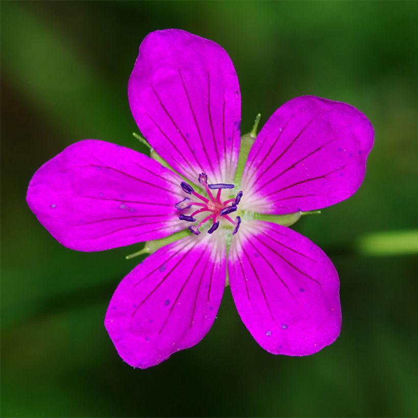 Geranium palustre - Geranio palustre (Floración)