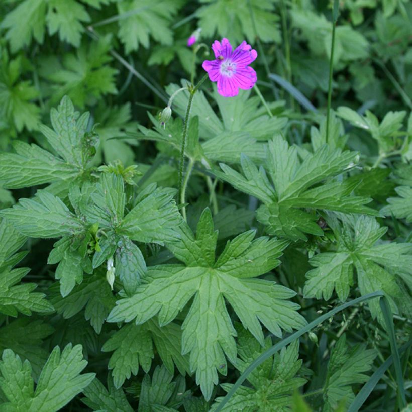 Geranium palustre - Geranio palustre (Porte)